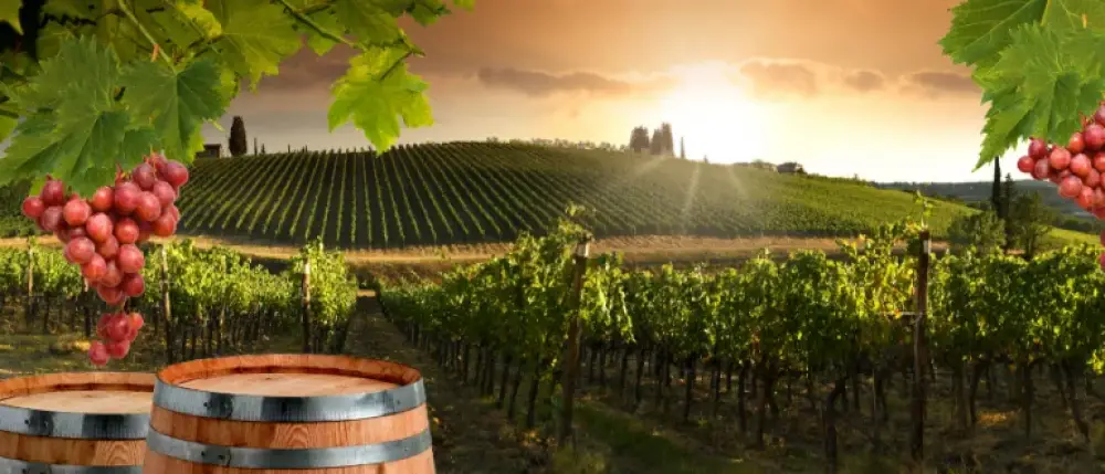 Best Destination for Wine Lovers Best Destination for Wine Lovers