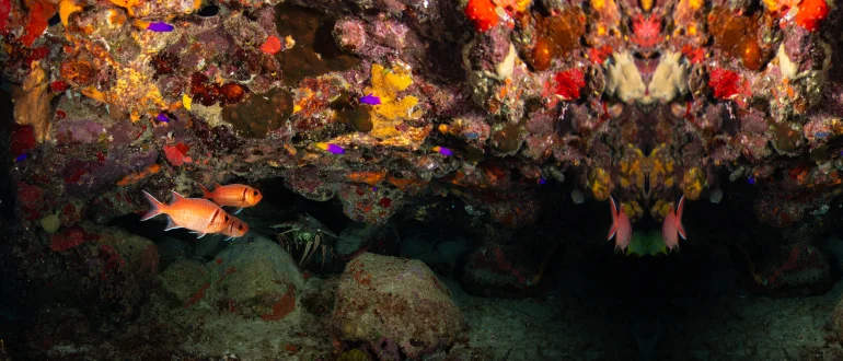 Alimatha Island Alimatha Island