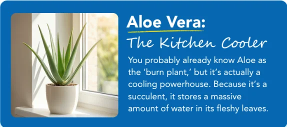 aloevera aloevera