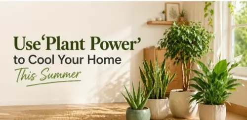 Use ‘Plant Power’ to Cool Your Home This Summer Use ‘Plant Power’ to Cool Your Home This Summer