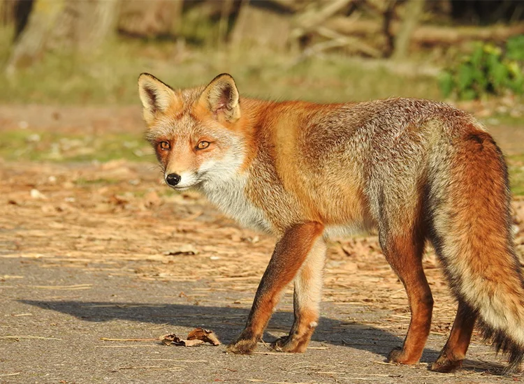 Daisetsuzan National Park Daisetsuzan