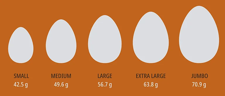How much Protein is in an Egg? How much Protein is in an Egg?