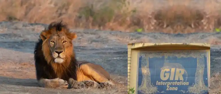 Gir Wildlife Sanctuary Gir Wildlife Sanctuary