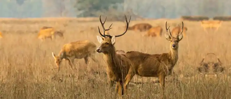 Kanha Kisli Tiger Reserve Kanha Kisli Tiger Reserve