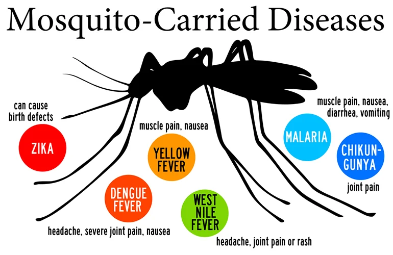 mosquito borne disease mosquito borne disease