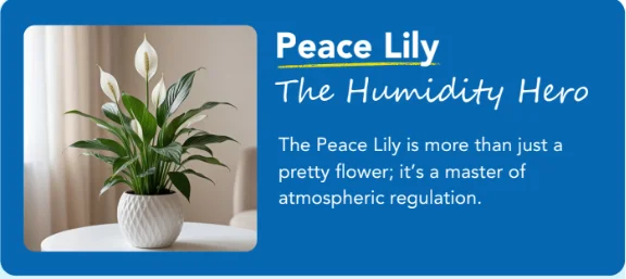 peace-lily peace-lily