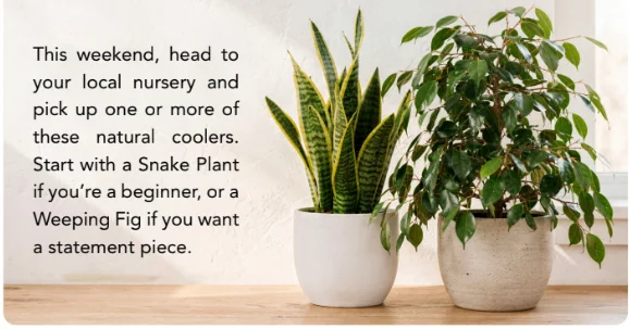 plants plants