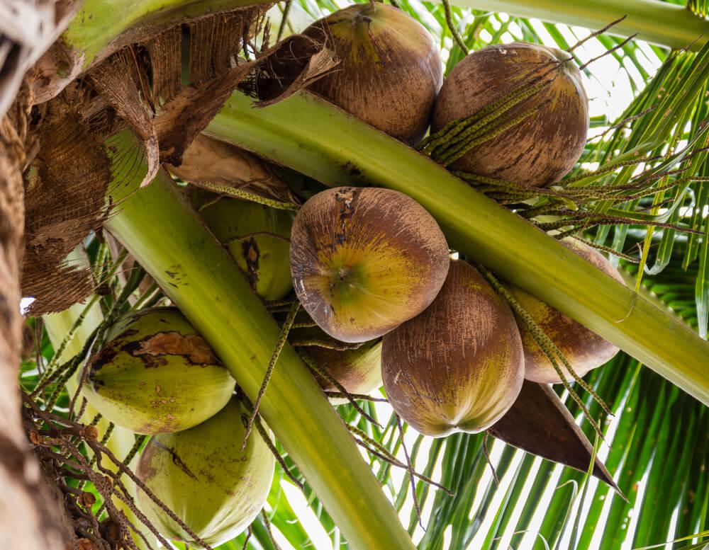 coconut water for diabetes