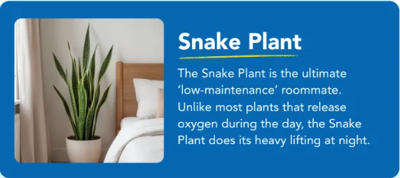 snake-plant snake-plant
