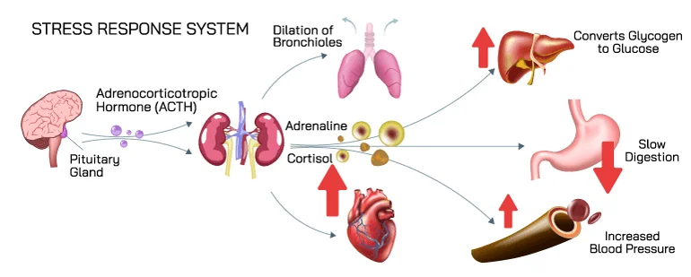 Stress Response System stress response system