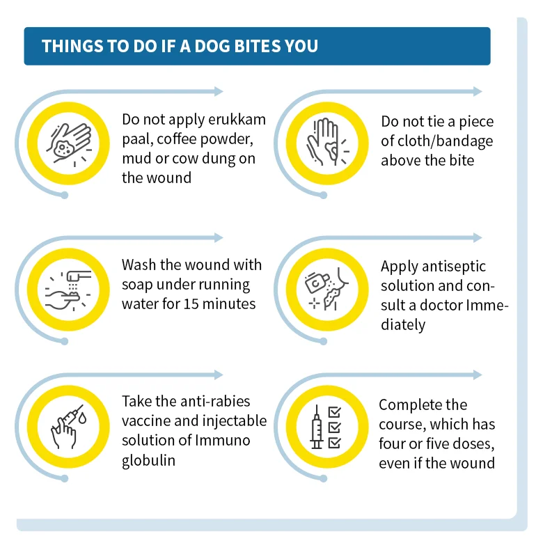 Things to do When Dogs Bite