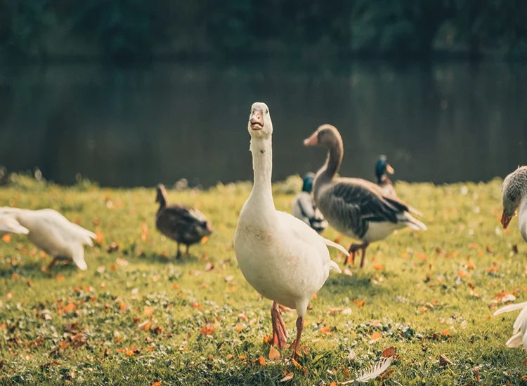Tokyo Shinjuku Gyoen National Garden Tokyo Shinjuku Gyoen