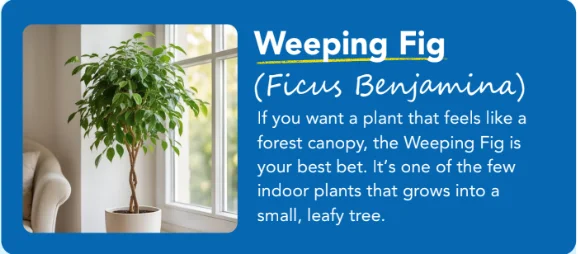 weeping-fig weeping-fig